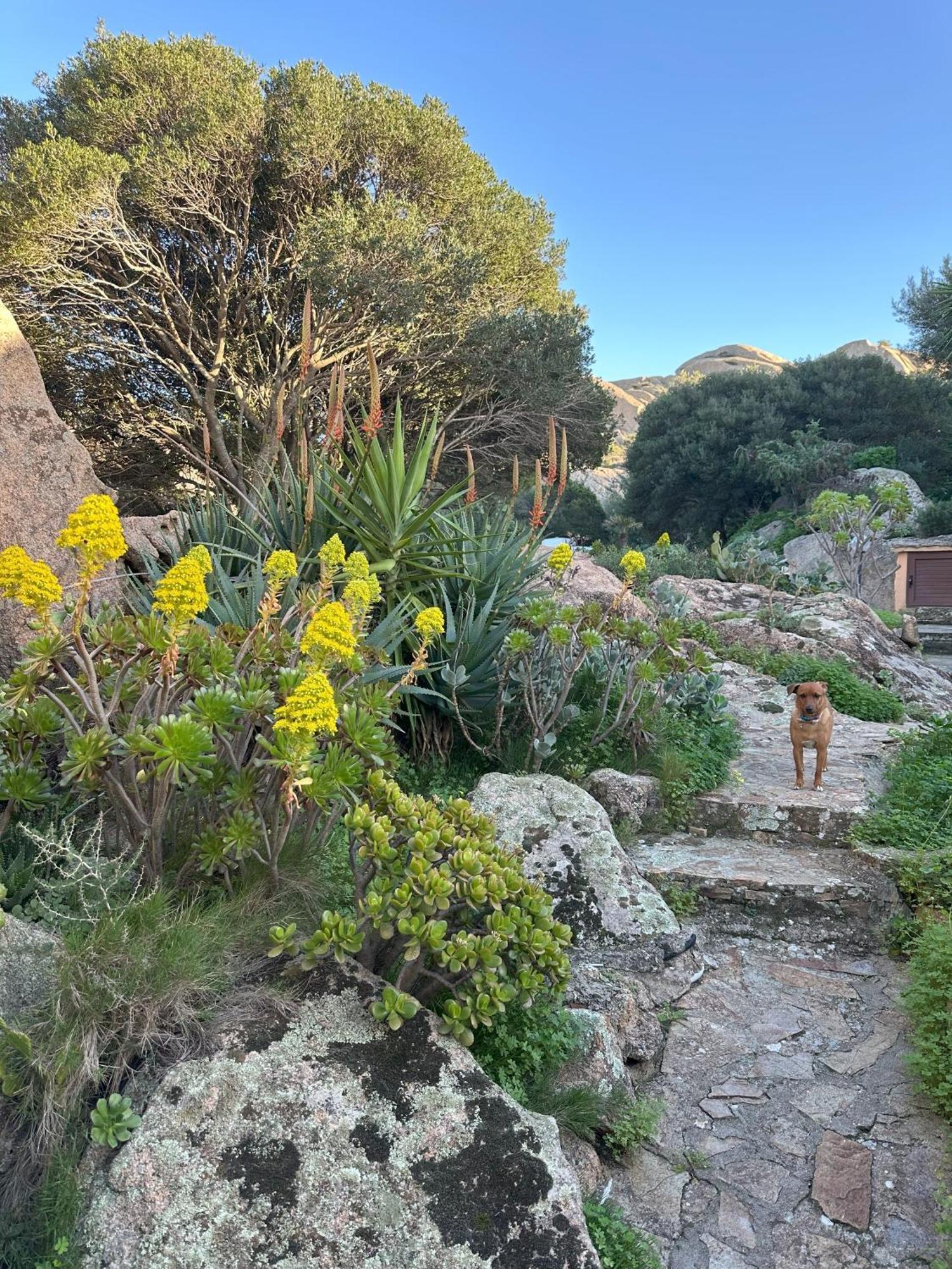 L'Olivastro Appartamenti A Porto Cervo Exterior foto