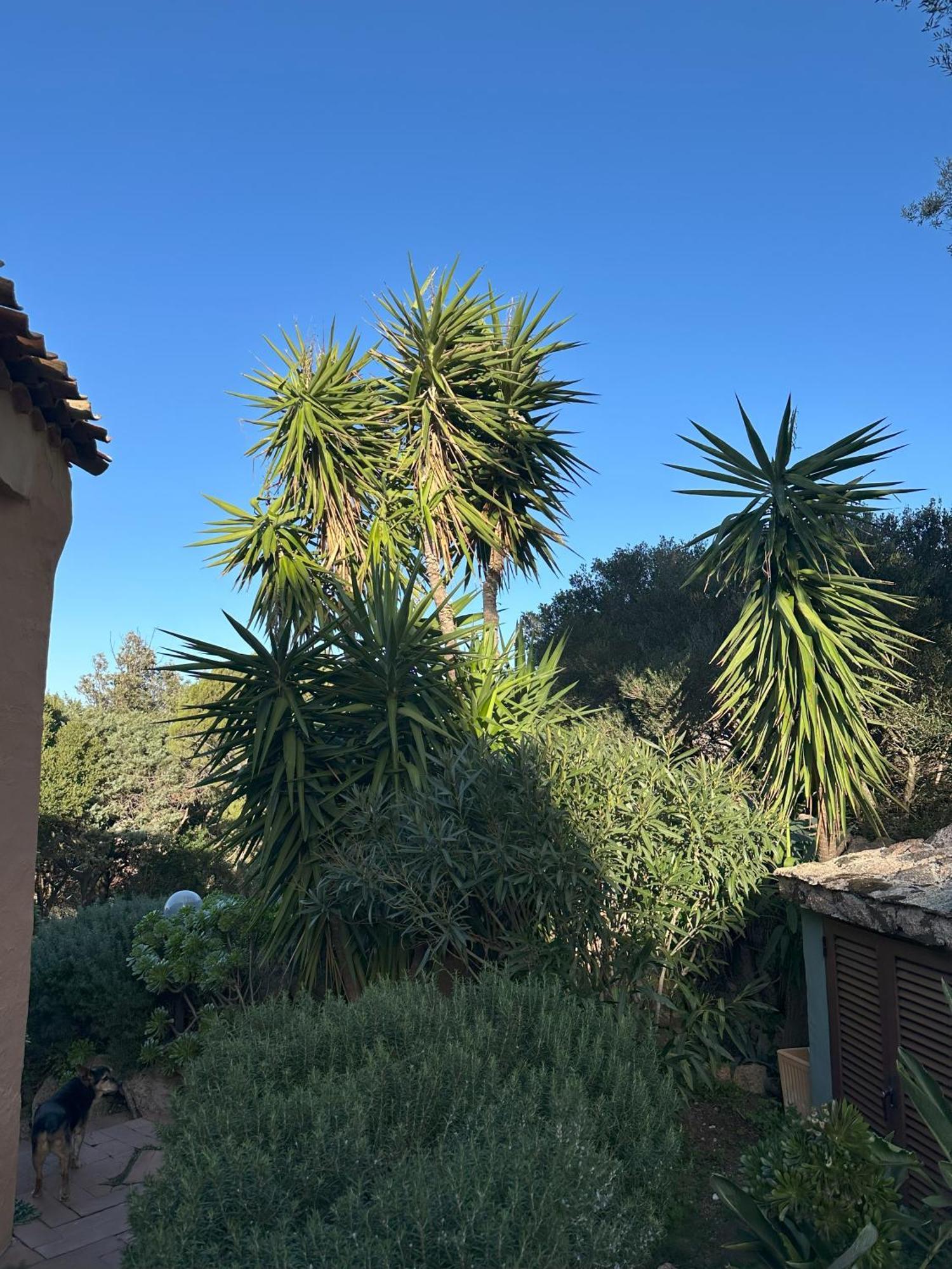 L'Olivastro Appartamenti A Porto Cervo Exterior foto